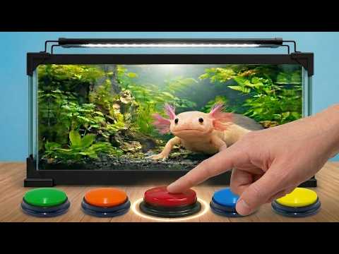 Press The Button, Build the Tank