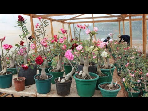 [ESSENCIAL] Como fazer substrato para rosa do Deserto - VIDEO01