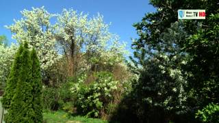 preview picture of video 'Frühling in Wiener Neudorf 2014'
