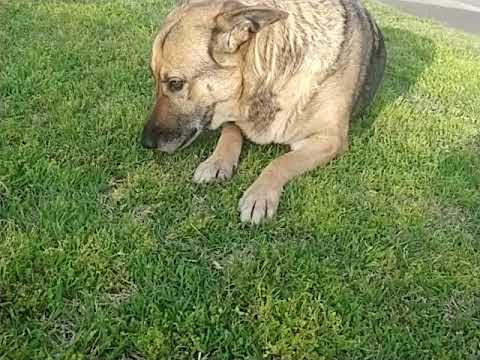 Gopher anyone? It's twice as good because I stole it from a cat !