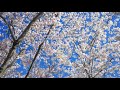 Surah Rahman Beautiful Recitation ️ WhatsApp Status
