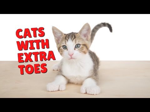 Polydactyl Cats | Two Crazy Cat Ladies