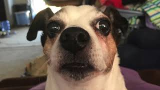 koji we will miss you run free my love