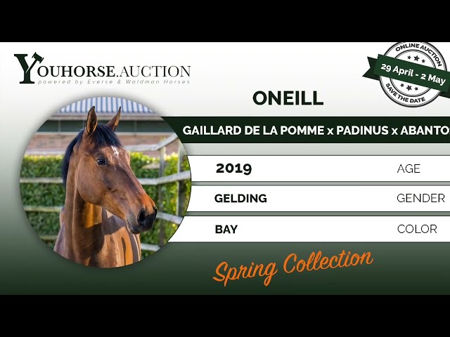 Oneill under the saddle