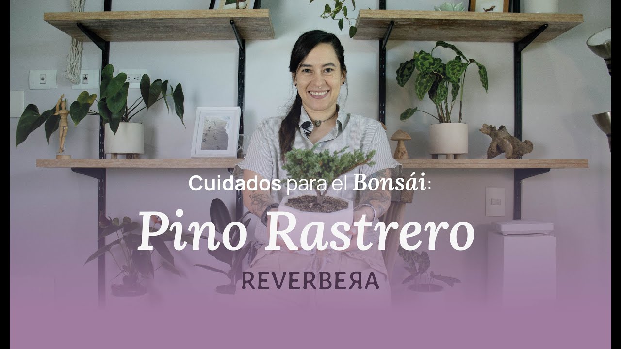 Cuidados del bonsái Pino rastrero