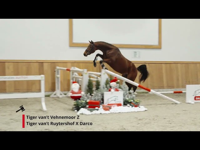 Tiger van't Vehnemoor Z