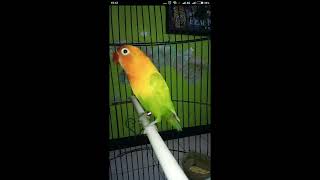 Download lagu MASTERAN LOVEBIRD ISIAN CUCAK IJO, CUCAK JENGGOT, CILILIN mp3