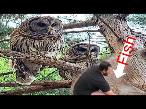 Feeding barred owls fish. The making of a 30 second documentary