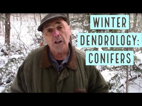 Winter Dendrology: How to Identify Conifers