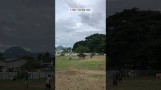 Download lagu Eps 14 | Natural Horse Breeding Process | NT Stable Documentary #pets #horse #animals #cavalos #fyp mp3 Download lagu Eps 14 | Natural Horse Breeding Process | NT Stable Documentary #pets #horse #animals #cavalos #fyp mp3