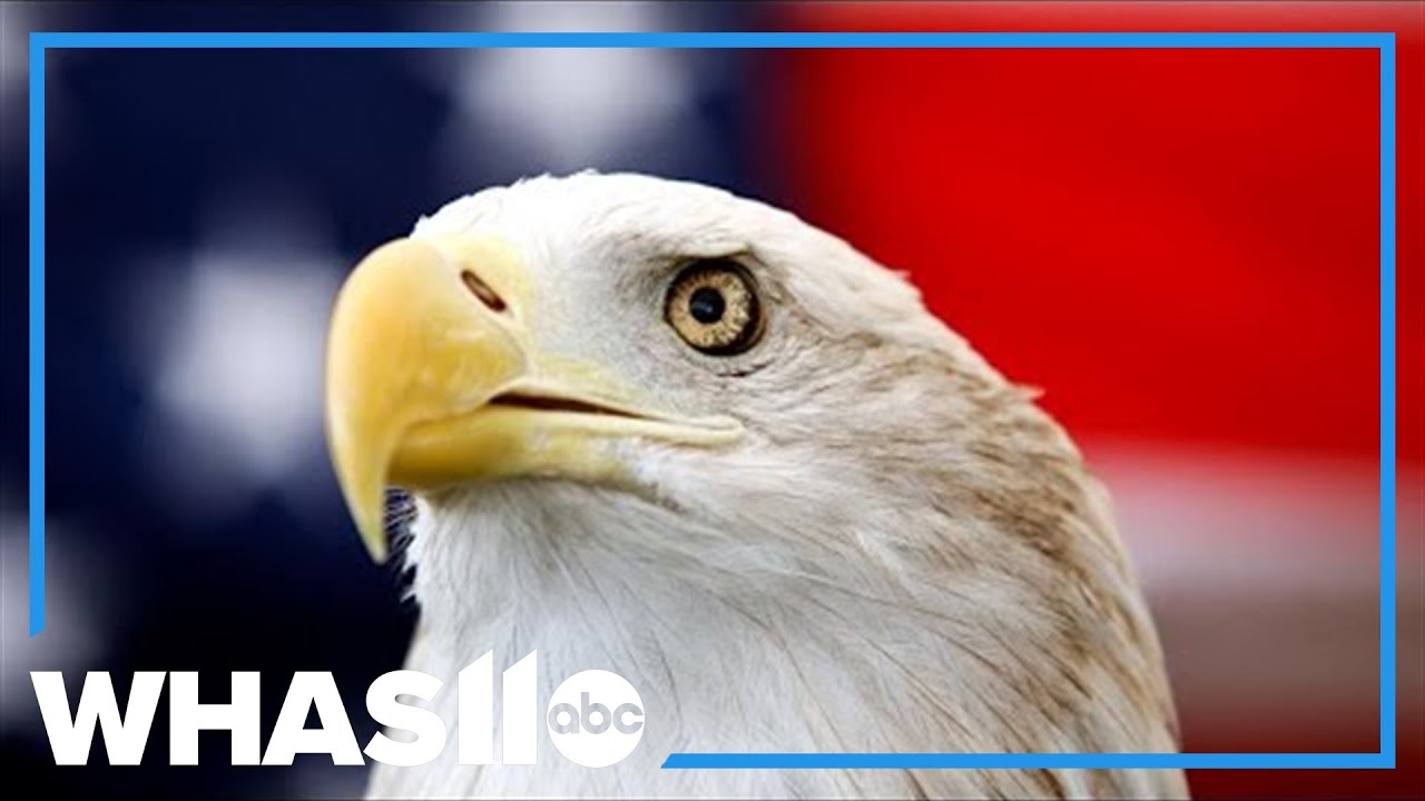 For centuries, the bald eagle has been unofficially recognized. Now it's the official national bird