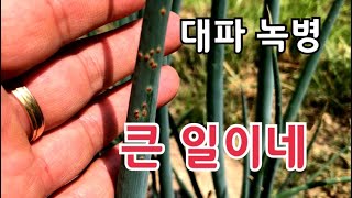 대파 녹병 어쩌면 좋을까요 / 대파 병충해 발생하면 어떻하면 좋을까요
