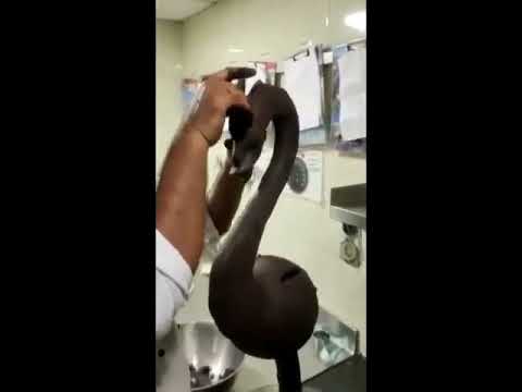 Chocolate dragon made by chef  navjit