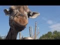 Жираф. Ростовский зоопарк. 