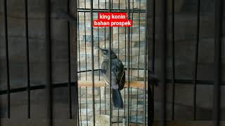 Download lagu KING KONIN BAHAN PROSPEK mp3