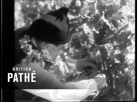 With Eve In Sardinia (1932)