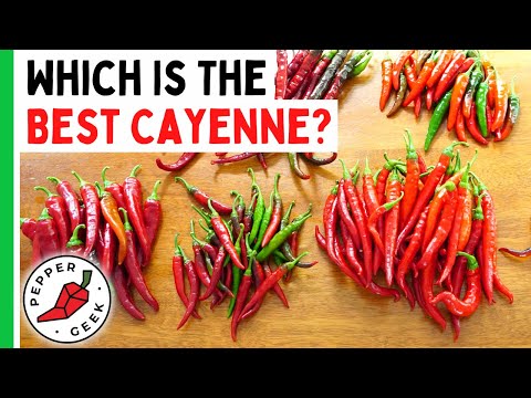 Which Is The BEST Cayenne Pepper? Comparing 7 Different Varieties - Pepper Geek