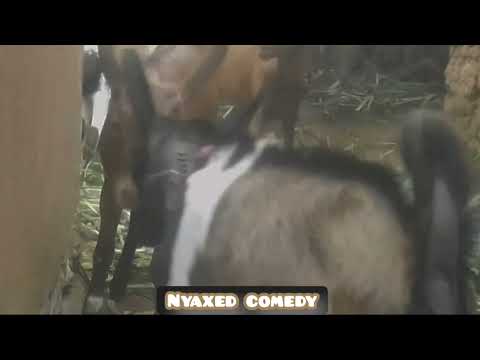 , title : 'the fight goat two part1 /Ihene ebyiri zararwanye karahava igice cyambere(nyaxed comedy)'