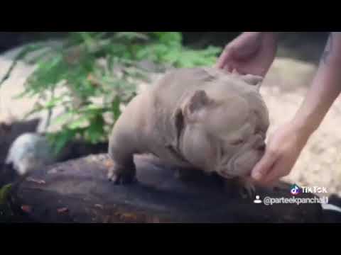 Shortest dog American bully micro exotic ib's sabu