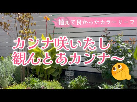 園芸 カンナ、ハイブリッドバリジャー、ガーデンカンナ