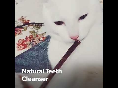 Chewing Silver vine effects on cats