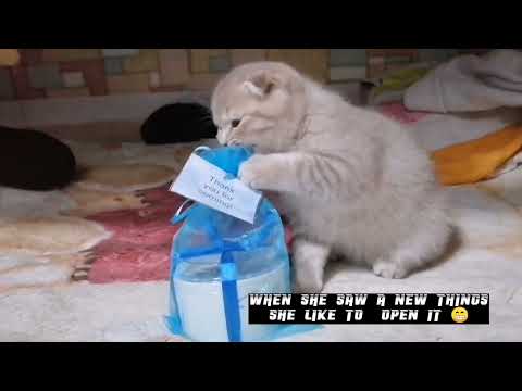 Meet Ashley a playful kitty #catlover #scottishfold #lovecats