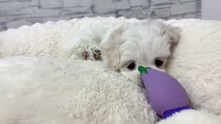 マルチーズの動画01