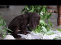 Cocker Spaniel dogs for sale: Milo - Video 1