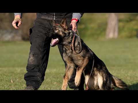 Asterix z Jukasu - obedience - 8,5 months