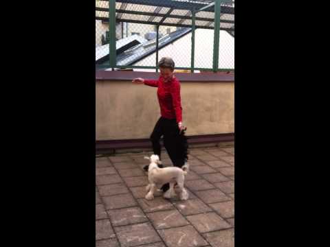 Zelda won a black feather boa yesterday.