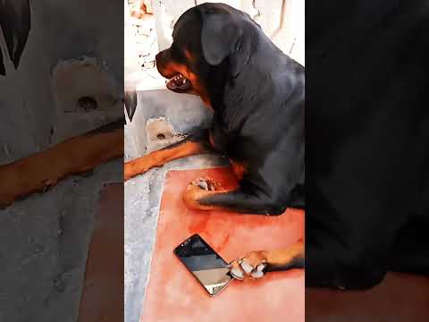 #rottweiler #dog #doglover #like #youtube #shorts