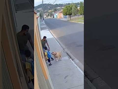 Pitbull vai correndo até Pai com Criança (Mas Surpreende a todos)