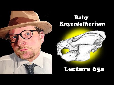 Lecture 65a Baby Kayentatherium