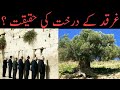 Gharqad Ka Darakht Tree Or Yahood Jews Ka Kya Ta Aluq Hai Akbar Azad