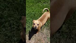 Video preview image #1 Chihuahua Puppy For Sale in MURRIETA, CA, USA