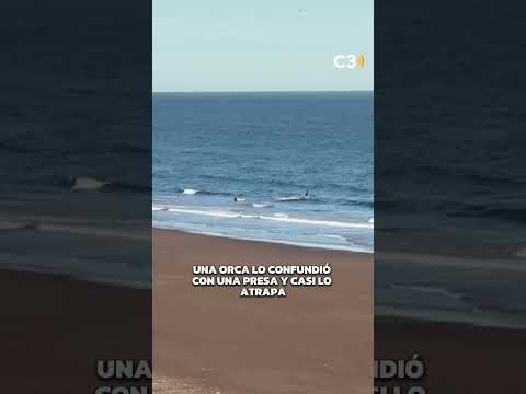 🐋⚠️ MOMENTO TENSO CON UNA ORCA EN RÍO NEGRO | Cadena 3 Argentina