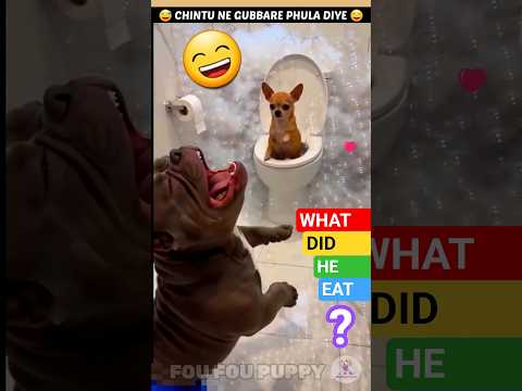 चिंटू के गुब्बारे ही गुब्बारे 🎈 Tommy was surprised by Chintu’s behavior 😄 #dogvideos #dog