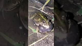 Download lagu Kodok Ngorek || katak bernyanyi mp3