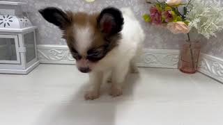 パピヨンの動画01