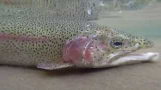 preview picture of video 'Fly Fishing beautiful 50cm rainbow trout @ hokkaido'