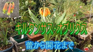 [Cyrtanthus obliquus] From bud to bloom 25/10/15