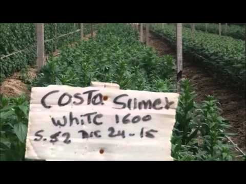 PRODUCCION DE LA FLOR SNAPDRAGON