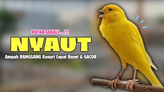 Download lagu 100 % NYAUT !!! Suara PANCINGAN Kenari PAUD Belajar Bunyi Ngeriwik || Masteran Kenari Paud #689 mp3 Download lagu 100 % NYAUT !!! Suara PANCINGAN Kenari PAUD Belajar Bunyi Ngeriwik || Masteran Kenari Paud #689 mp3