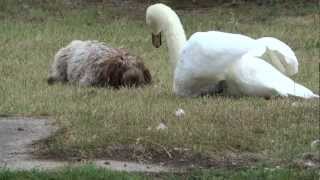 preview picture of video 'Dog and swan playing'