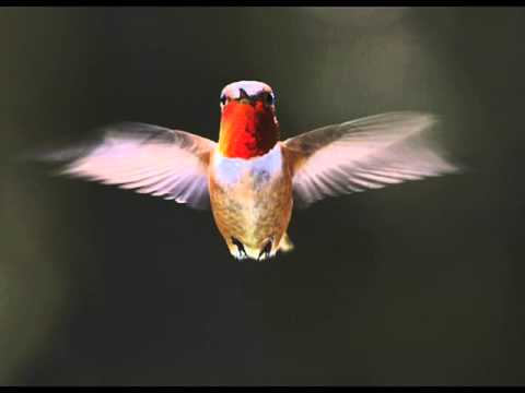 Voa, Voa, Voa - Caminhos da Vida - Escolhas, Aprendizado (Berimbal) -  PRAMIT & GABRIELA GELUDA