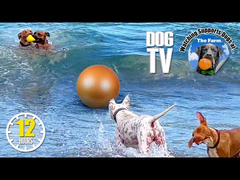 Dog Beach Video for Dogs to Watch 🐶 Dog Daycare TV Entertainment for Dogs 🐶 Dog Separation Anxiety