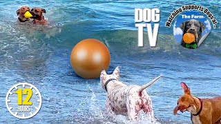 Dog Beach Video for Dogs to Watch 🐶 Dog Daycare TV Entertainment for Dogs 🐶 Dog Separation Anxiety