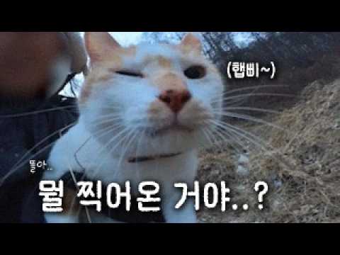 고양이가 카메라를 달고 사라졌다..