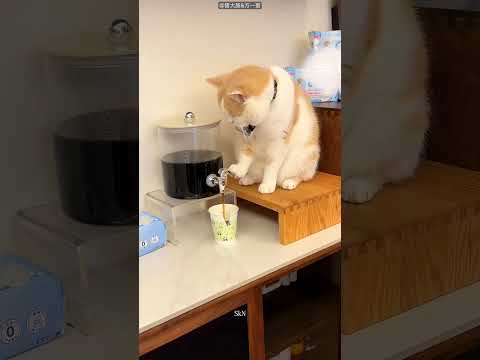 Cat Knows When To Close The Tap! #shortvideos
