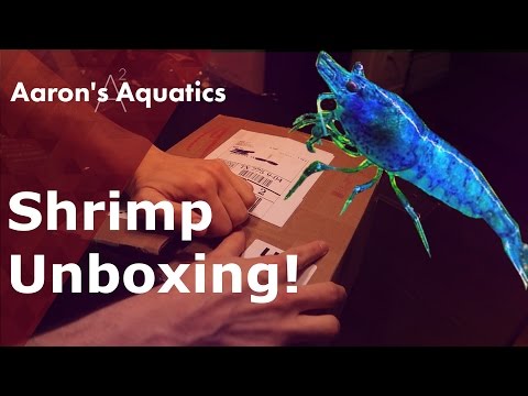 Shrimp Unboxing - Dream Blue Velvet & Tank Setup